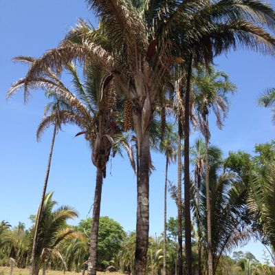 Raízes do Brasil