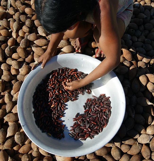 Mulher selecionando grãos em uma bacia